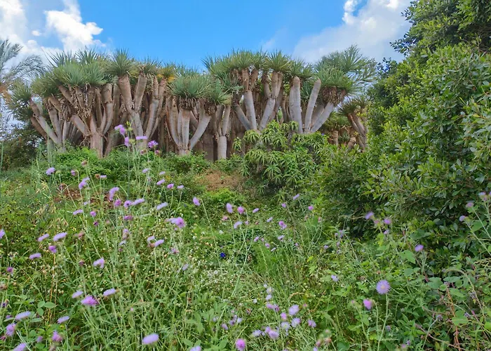Dragos Y Volcan Tatil Evi *